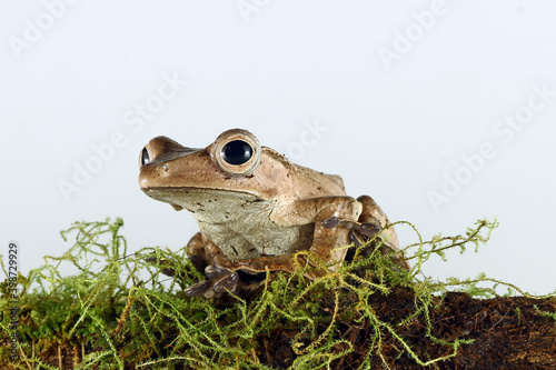 eared tree frog on moss with white background, Polypedates otilophus, animal closeup © Agus Gatam