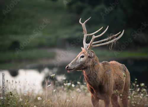 Elk by a lake