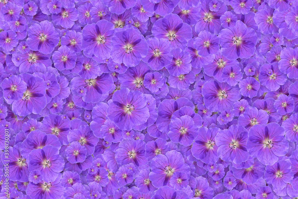 Floral background of a mass of purple cranesbill geranium flowers Floral background of a mass of purple cranesbill geranium flowers