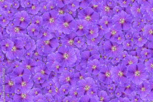 Floral background of a mass of purple cranesbill geranium flowers