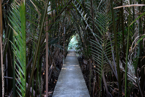 walk way forest palm exteriorin in the garden on