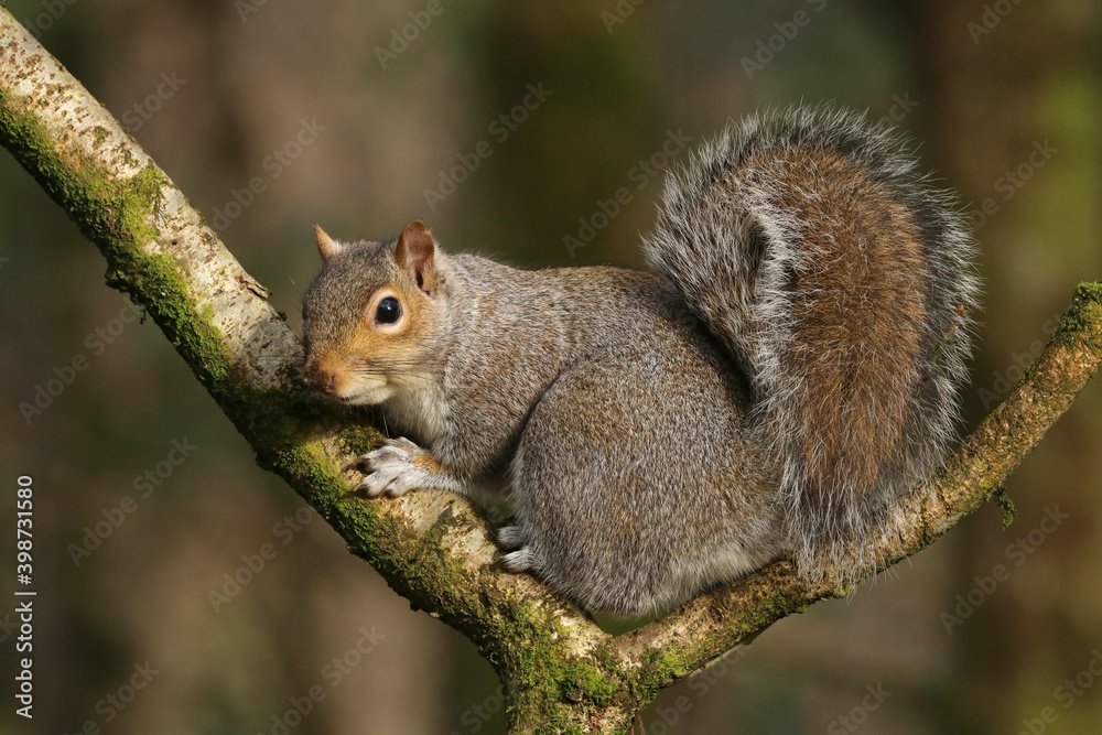 Close up of a Grey Squirrel (sciurus carolinensis) sitting in the branch of a tree in winter Close up of a Grey Squirrel (sciurus carolinensis) sitting in the branch of a tree in winter