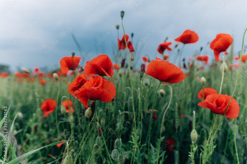 rote Mohnblumen im Feld rote Mohnblumen im Feld