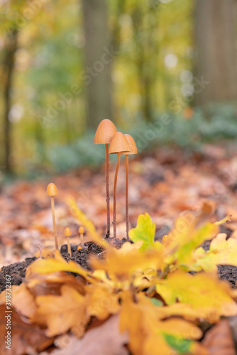 Conocybe tenera, common cone cap, growing amongst leaf litter on forest floor photo