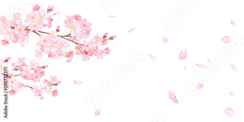 春の花：さくらと散る花びらのバナー背景。水彩イラスト（ベクター。レイアウト変更可能。） photo