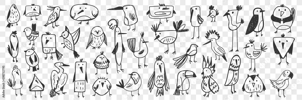 Fototapeta premium Birds doodle set. Collection of funny hand drawn various kinds of cute wild birds isolated on transparent background. Illustration of owl titmouse penguin pelican toucan parrot for kids