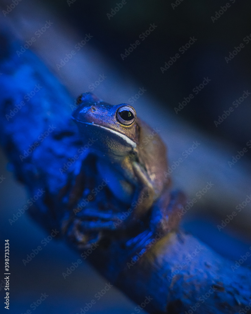 Obraz premium Tropical small frog in fluorescent light at night nocturnal