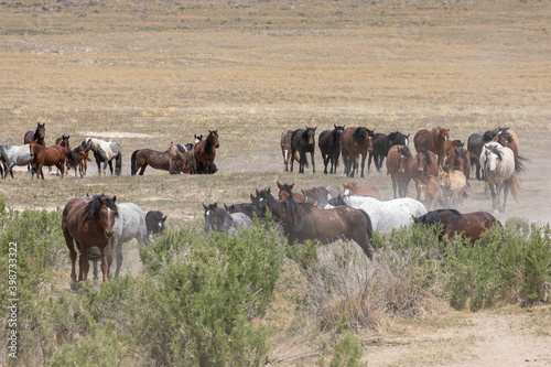 Herd of Wild Horses in Spring in the Utah Desert
