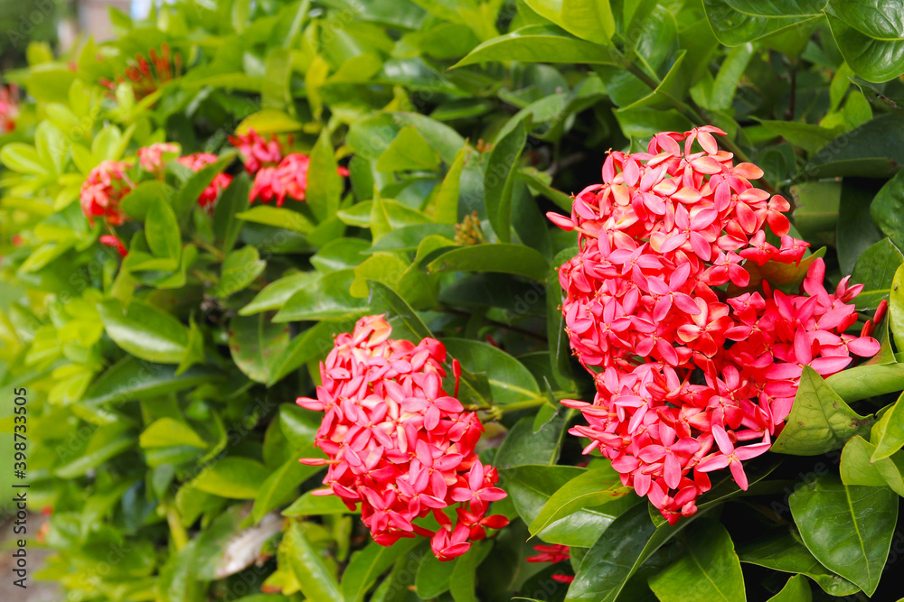 Beautiful Red flower. Ixora blooming flowers. Ixora coccinea flower in the garden. Beautiful Red flower. Ixora blooming flowers. Ixora coccinea flower in the garden.