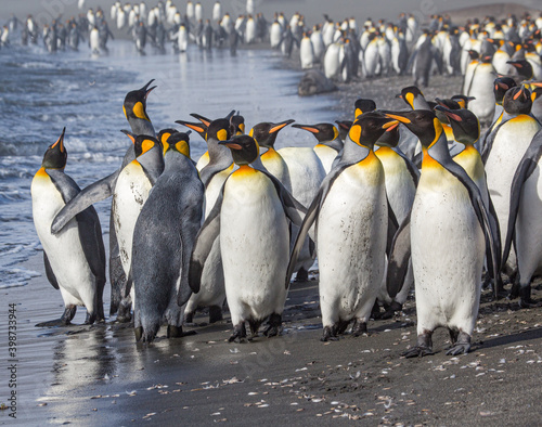 Frightened by the increasing Katabatic winds  King Penguins gather together
