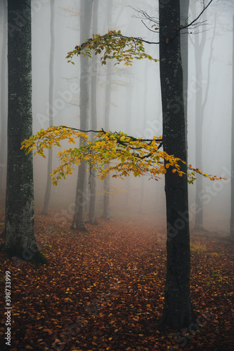 Mysterious  beech forest in...