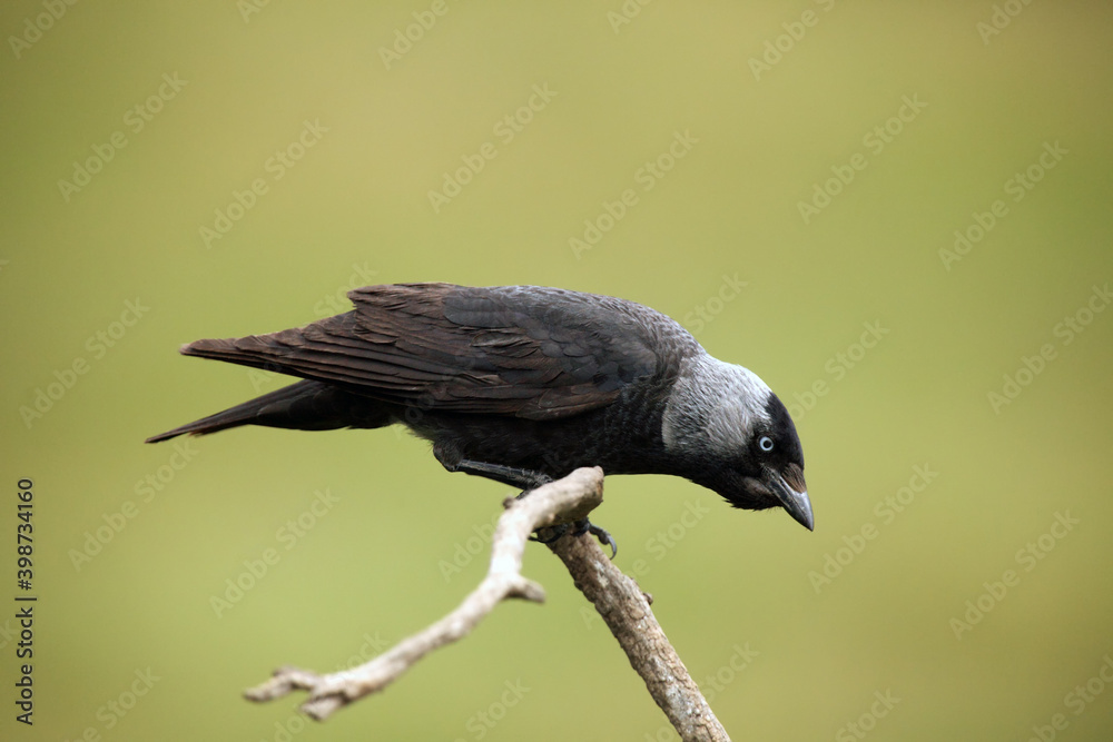 Naklejka premium The western jackdaw (Corvus monedula) sitting on the branch with green background