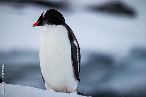 Gentoo penguin cleaning and preenings its feathers on Antarctica