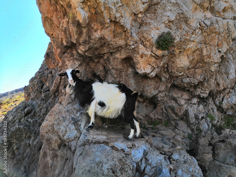 Goats around Balos beach (Kissamos) on Crete Island, Greece. Goats around Balos beach (Kissamos) on Crete Island, Greece.