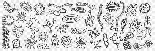 Fototapeta Naklejka Na Ścianę i Meble -  Microorganisms, bacteria doodle set. Collection of funny hand drawn unicellular bacterias of various shapes living on surfaces isolated on transparent background. Illustration of simplest life forms 