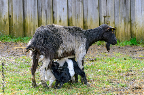 black and white kid suckles on a mother goat