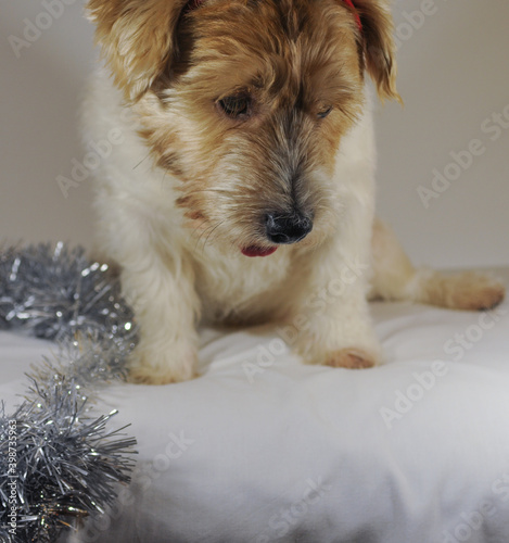 cute fluffy Jack Russell Terrier dog on Christmas silver tinsel background. greeting card