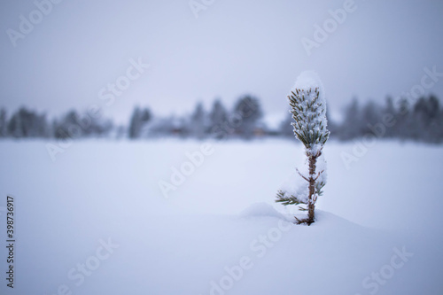 Snowy landscape in Lannavaara, Sweden (Lapland) photo