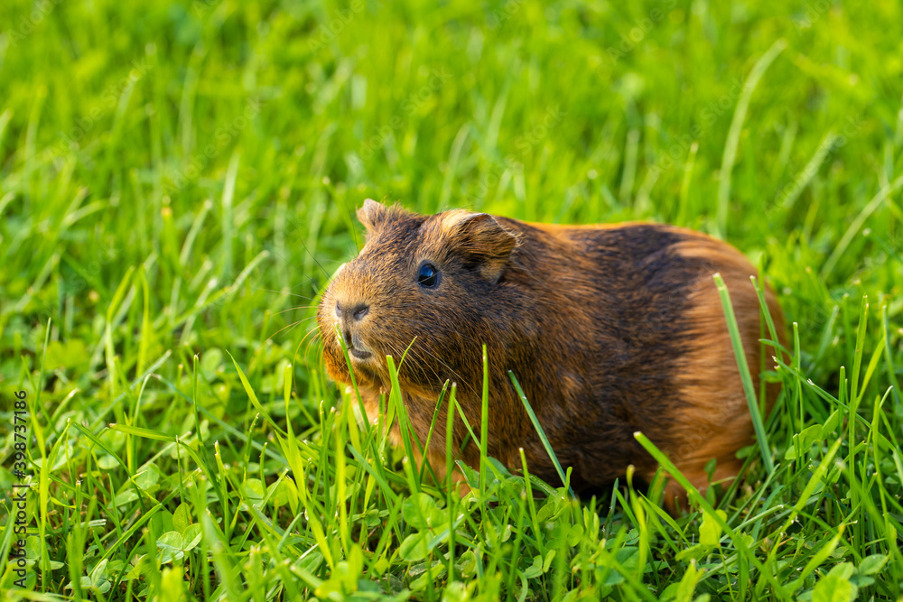 Portrait Of Guinea Pig On Grass On Meadow Outdoors In Summer. Portrait Of Guinea Pig On Grass On Meadow Outdoors In Summer.