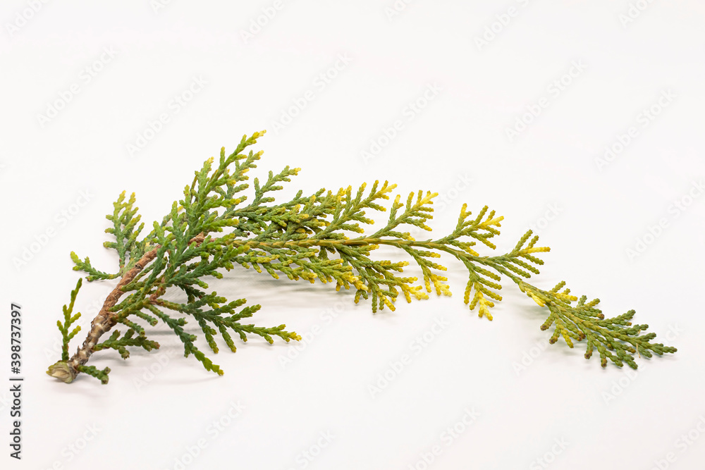 Thuja branch. Coniferous tree twig in autumn. White background. Close-up. A twig with pine needles aroma. Aroma therapy Thuja branch. Coniferous tree twig in autumn. White background. Close-up. A twig with pine needles aroma. Aroma therapy