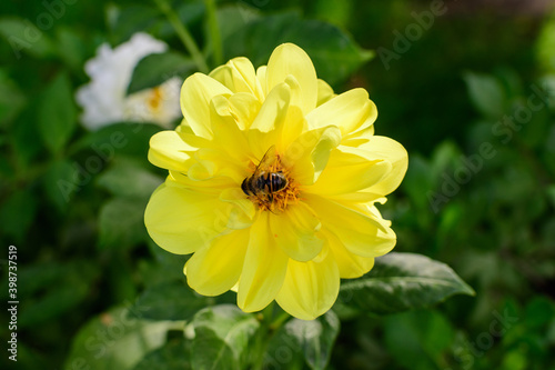 One beautiful large yellow dahlia flower in full bloom on blurred green background, photographed with soft focus in a garden in a sunny summer day.