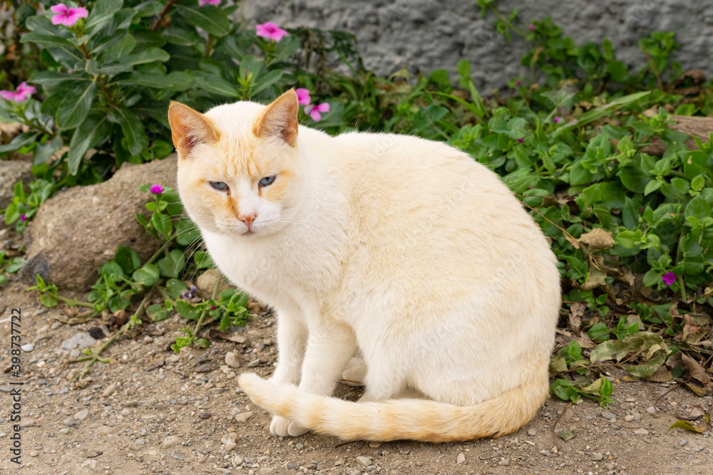 Obraz premium siamese red point cat outdoors