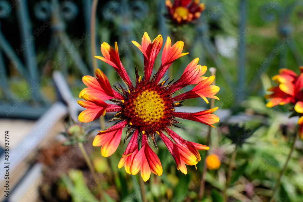 One vivid yellow and red Gaillardia flower, common known as blanket flower, and blurred green leaves in soft focus, in a garden in a sunny summer day, beautiful outdoor floral background. One vivid yellow and red Gaillardia flower, common known as blanket flower, and blurred green leaves in soft focus, in a garden in a sunny summer day, beautiful outdoor floral background.