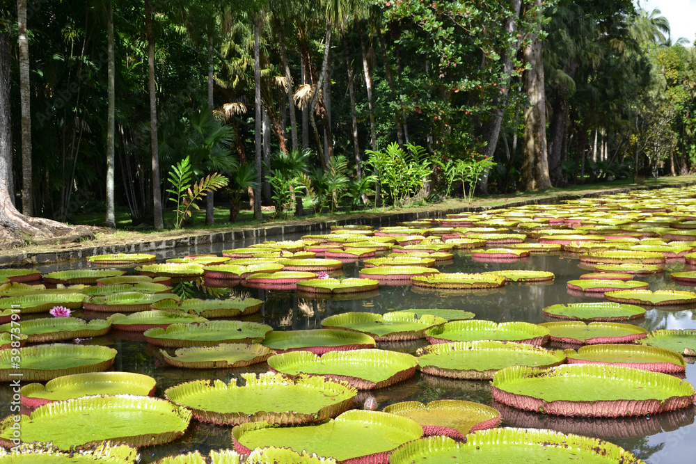 Fototapeta premium Mauritius, water Lily, Botanical garden