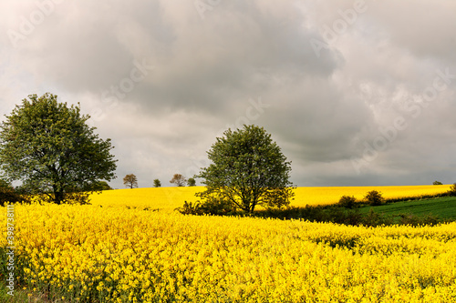 Rape Seed Field on a Cloudy Day