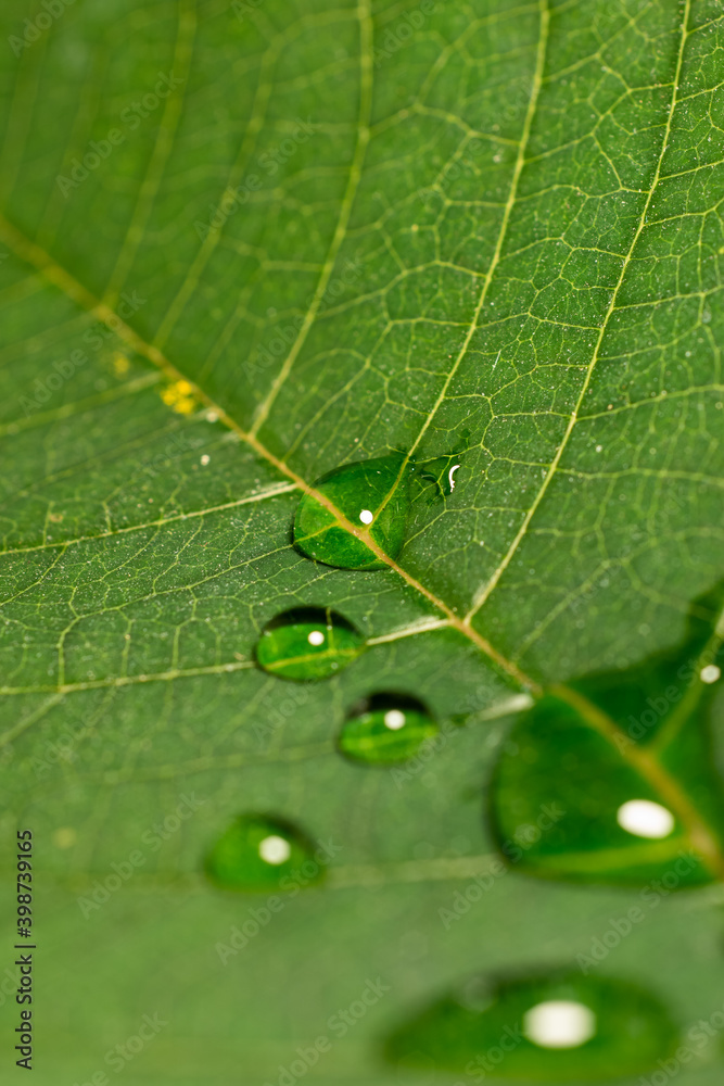 Green leaf with veins and water droplets close up macro top view Green leaf with veins and water droplets close up macro top view