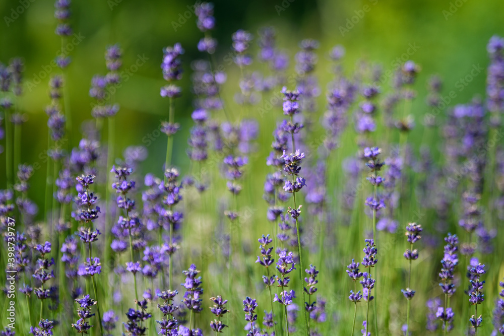 Obraz premium Many small blue lavender flowers in a sunny summer day in Scotland, United Kingdom, with selective focus, beautiful outdoor floral background.