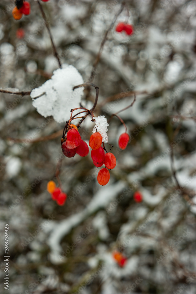 Frozen snow covered red forest berries close up shot shallow depth of field Frozen snow covered red forest berries close up shot shallow depth of field