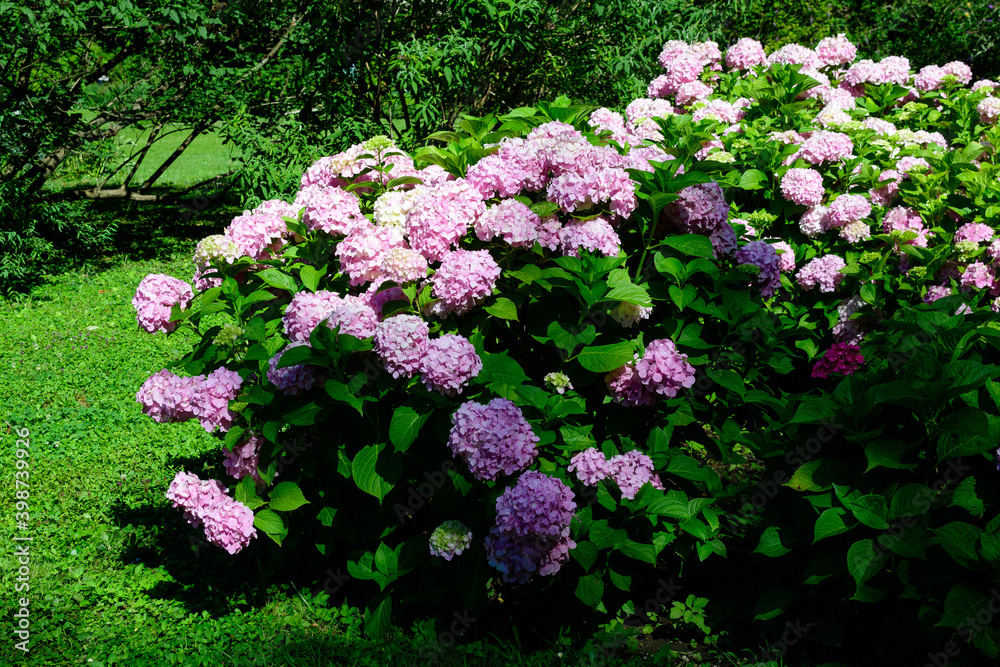 Large vivid magenta pink hydrangea macrophylla or hortensia shrub in full bloom in a flower pot, with fresh green leaves in the background, in a garden in a sunny summer day. Large vivid magenta pink hydrangea macrophylla or hortensia shrub in full bloom in a flower pot, with fresh green leaves in the background, in a garden in a sunny summer day.