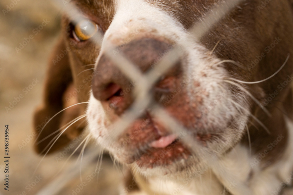 Picture of big dog behind a metal fence Stock Photo | Adobe Stock