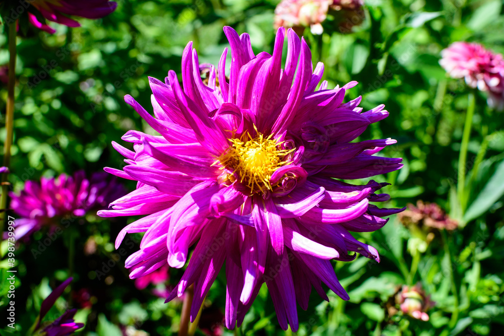 Fototapeta premium Close up of one beautiful large vivid pink magenta dahlia flower in full bloom on blurred green background, photographed with soft focus in a garden in a sunny summer day.