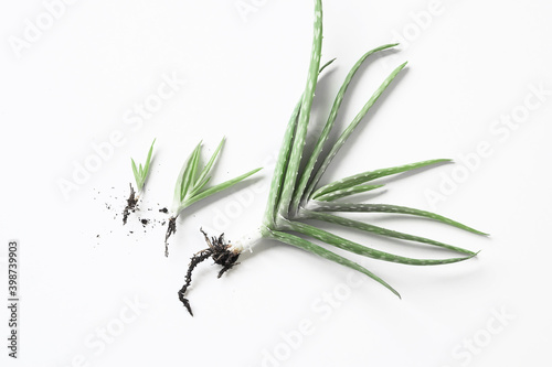 Aloe vera propagation | isolated succulent mother plant and new baby growth | plant photography top view | minimalist photo