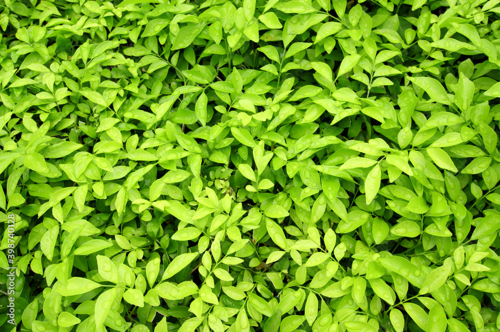 Green leaves texture Green leaves texture