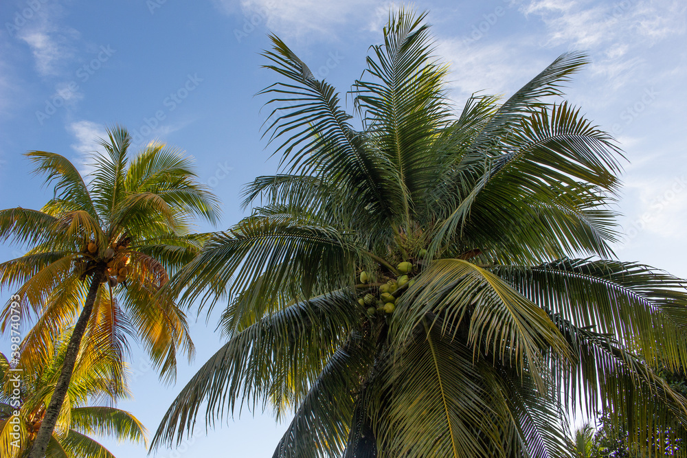 beautiful landscape in a sunny day full of coconut trees with a blue sky