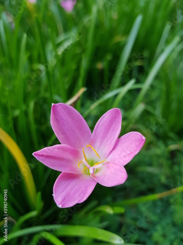 pink flower