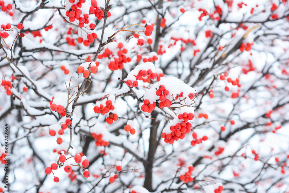 Sorbus tree, rowan or mountain-ash with small red berries, food for birds, covered with white snow in winter. Snowy rowan tree branches with red and orange small fruit background. Sorbus tree, rowan or mountain-ash with small red berries, food for birds, covered with white snow in winter. Snowy rowan tree branches with red and orange small fruit background.