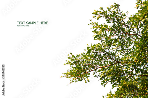 Green leaf isolated on white background © kamolnatt
