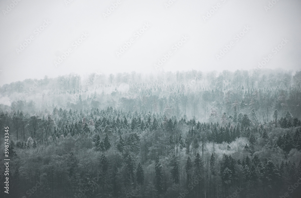 fog in the forest fog in the forest