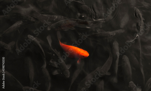 Red koi fish in the pond.