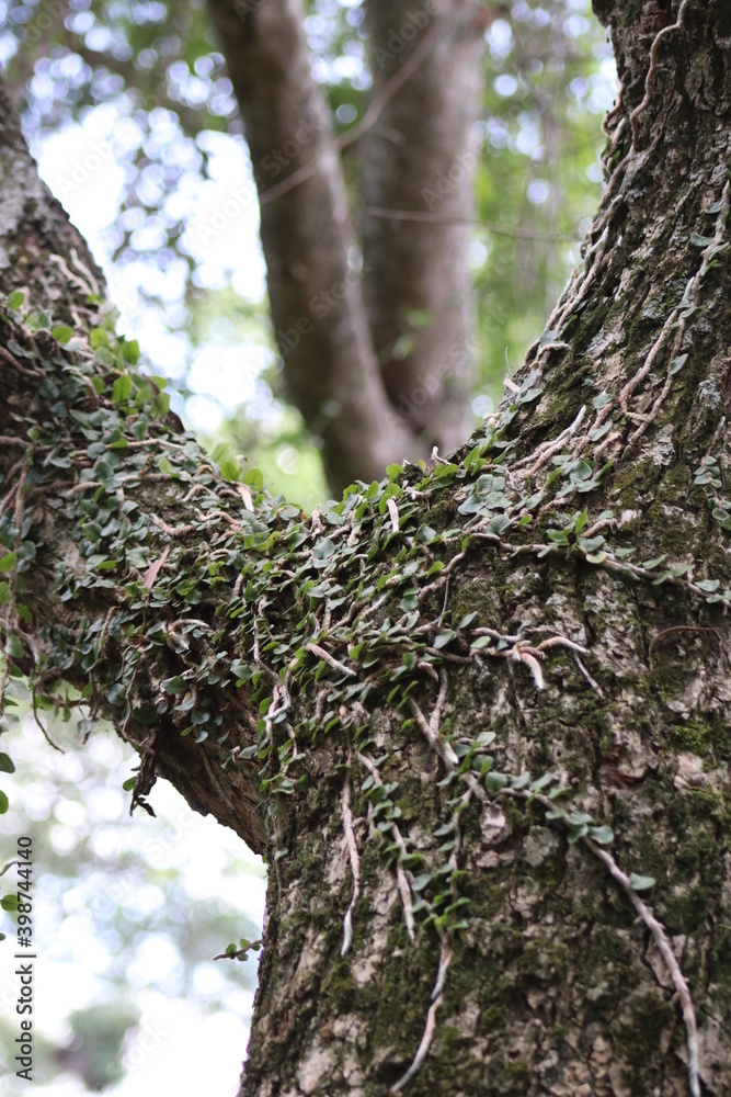 Obraz premium Flores en el árbol