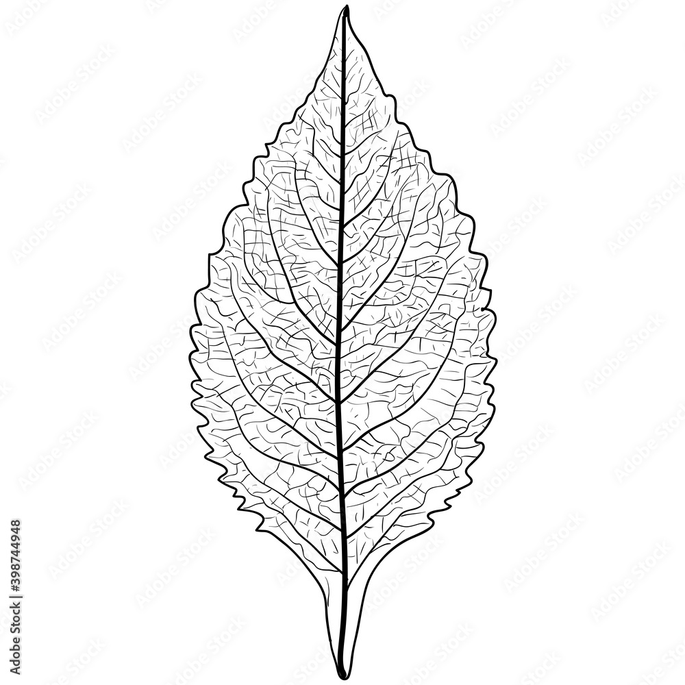 Obraz premium Sketches silhouettes leaves on white background illustration