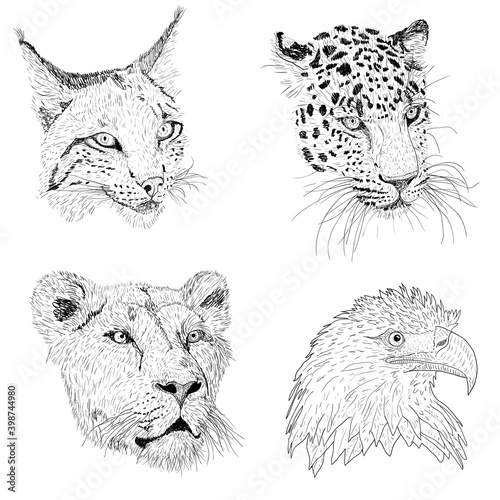 Set sketch silhouette sketch eagle, lynx, leopard. lioness face on white background illustration