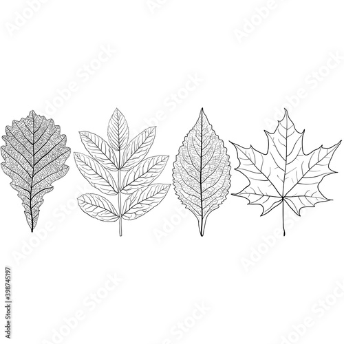 Set sketches silhouettes leaves on white background illustration