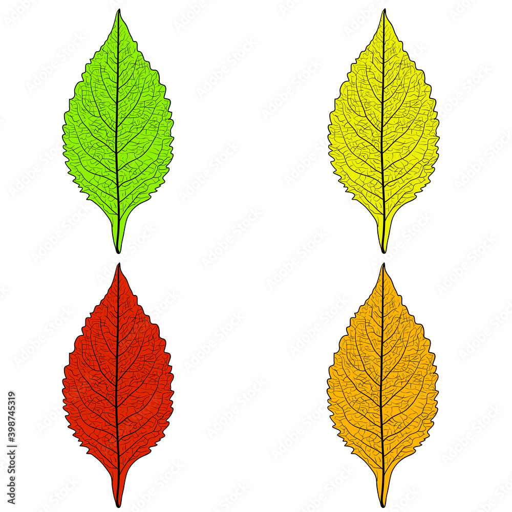 Set sketches silhouettes leaves on white background illustration