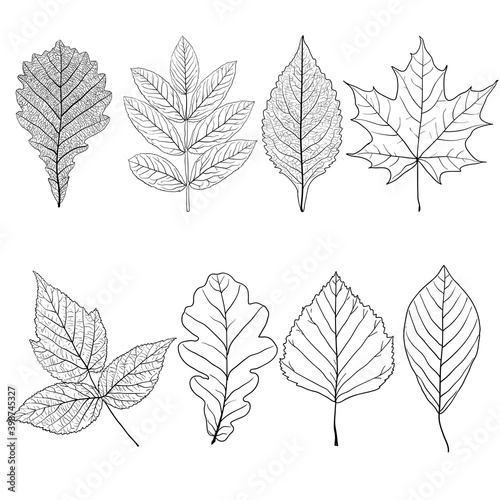 Set sketches silhouettes leaves on white background illustration