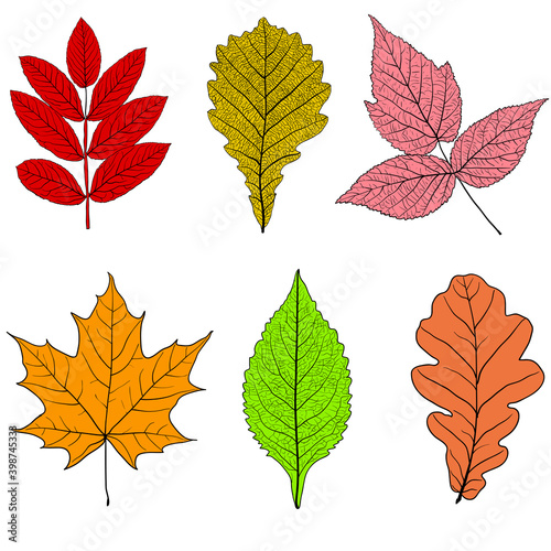Set sketches silhouettes leaves on white background illustration